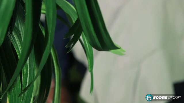 Amanda Verhooks, black cock ass slut