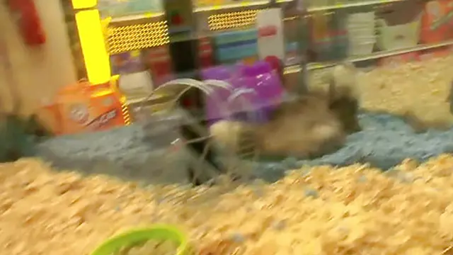 Seth Dickens blonde who never gives up having a fuck